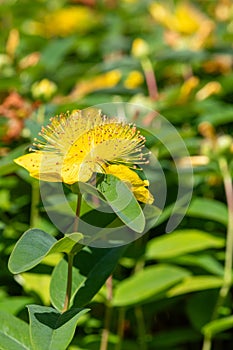 Rose of Sharon (hypericum calycinum) flower