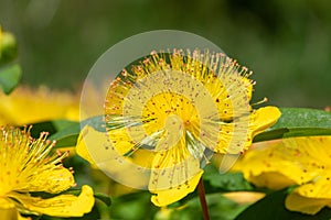 Rose of Sharon (hypericum calycinum) flower