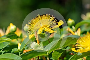 Rose of Sharon (hypericum calycinum) flower