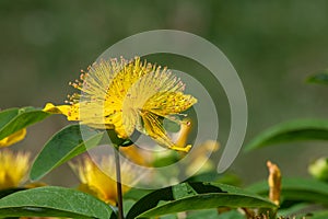 Rose of Sharon (hypericum calycinum) flower