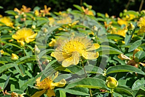 Rose of Sharon (hypericum calycinum) flower