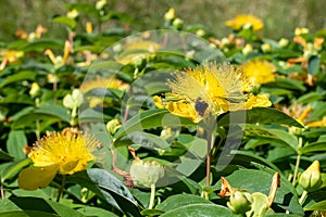 Rose of Sharon (hypericum calycinum) flower