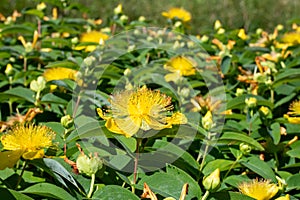 Rose of Sharon (hypericum calycinum) flower