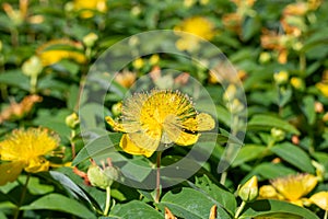 Rose of Sharon (hypericum calycinum) flower