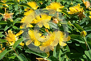 Rose of Sharon (hypericum calycinum) flowers