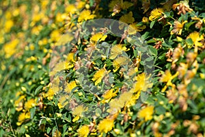 Rose of Sharon (hypericum calycinum) flowers