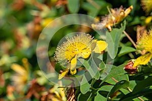 Rose of Sharon (hypericum calycinum) flowers