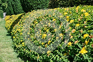 Rose of Sharon (hypericum calycinum) flowers