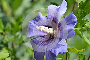 Rose Of Sharon Oiseau Bleu