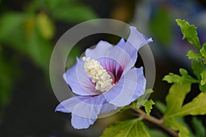 Rose Of Sharon Oiseau Bleu