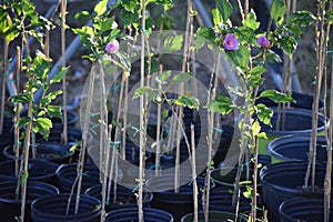 Rose of Sharon Plants in pots ready to sell photo