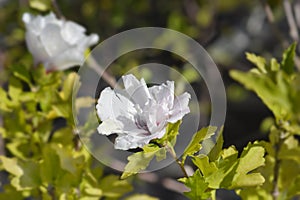 Rose Of Sharon Speciosus