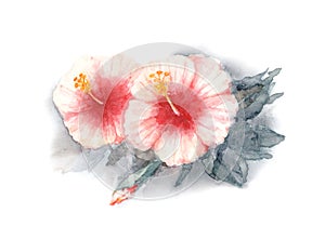 Rose of Sharon. Two flowers of Hibiscus. Bush of rose mallow on a white background. Watercolor illustration