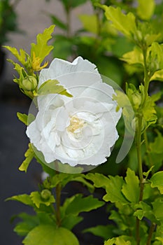 Rose Of Sharon White Chiffon