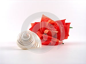 Rose and shell