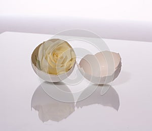 Rose in a shell