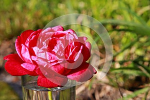 Rose in Shot Glass