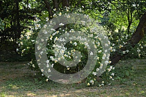 Rose shrub christine helene with small yellow and white flower