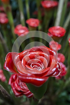 Rose of Siam photo
