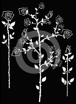 Rose Silhouette