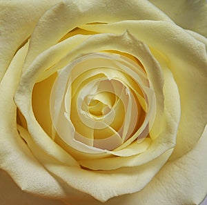 Rose single cream white bloom