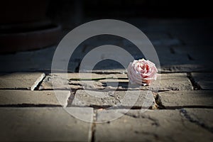 Rose single on ground after dreamy wedding