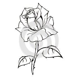 Rose sketch black outline isolated, illustration   floral ornament graffiti tattoo on white background