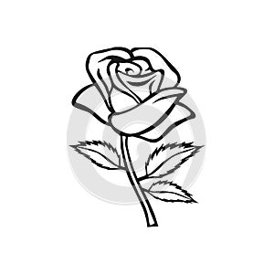 Rose sketch. Flower design element. Vector illustration. Elegant floral outline design. Gray symbol isolated on white background.