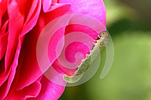 Rose Slug or Sawfly Larvae