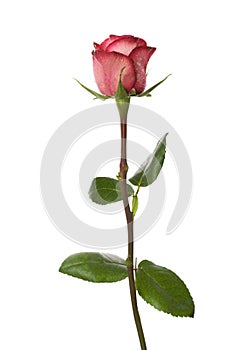 Rose for special momentsRose