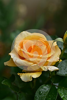 Rose The spring flower in my garden close up