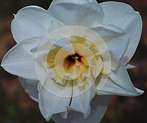 Rose spring summer petals close-up blooming green daffodils blossom flora flower white daffodil narcissus plant flowers nature spr