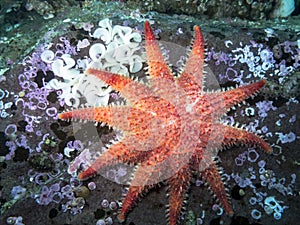 Rose Star Crossaster papposus