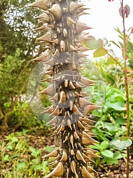 Rose stem, extremely thorny. photo