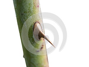 Rose stem with single prickle side view isolated