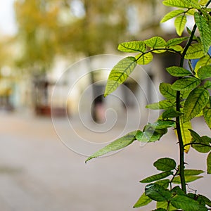 Rose stem in the street