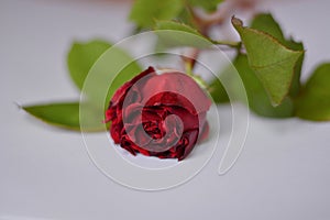 A rose still closed on a white background