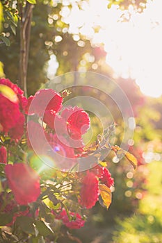 Rose in the sunlight