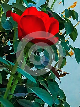 The rose is a symbol of perfection... Poems, music and pictures about the rose, roses.