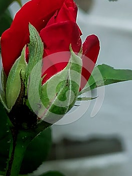 The rose is a symbol of perfection... Poems, music and pictures about the rose, roses.