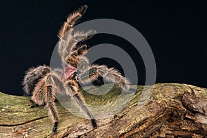 Rose tarantula