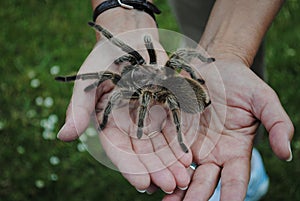 Rose Tarantula