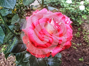 Rose tea hybrid mister lincoln