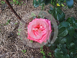 Rose tea hybrid mister lincoln