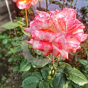 Rose tea hybrid mister lincoln