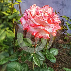 Rose tea hybrid mister lincoln