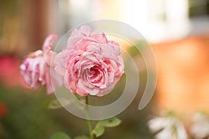 Rose tea pink garden grew on a green background