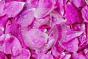 Rose tea rose petals scattered field as a solid background