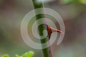 Rose thorn macro