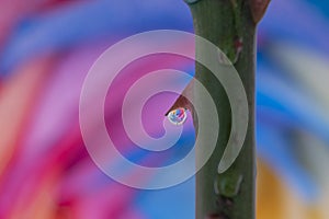 Rose Thorn with rainbow flower in waterdrop